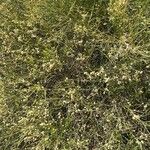 Baccharis sarothroides Hoja