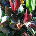 Cordyline fruticosaᱥᱟᱠᱟᱢ