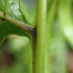 Pteris similis Hostoa