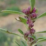 Amaranthus blitoides Folla