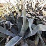 Agave americana عادت