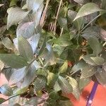 Ruscus hypophyllum Leaf