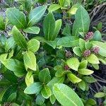 Skimmia japonicaFrunză