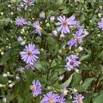 Symphyotrichum laeve Цвят