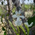Oxera neriifolia Цветок