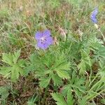 Geranium pratenseFlower