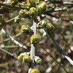 Genista cinerea Hoja