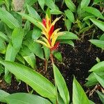 Heliconia psittacorum 花