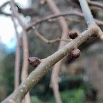 Ulmus glabra Bark