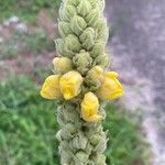 Verbascum densiflorum花