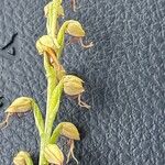Orchis anthropophora 花