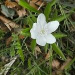 Anemone nemorosaKukka