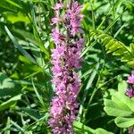 Lythrum salicaria Fiore