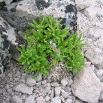 Polemonium elegans Habitus