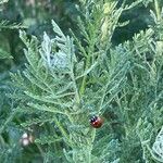 Achillea pannonica Liść