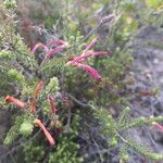 Erica abietina Blomst