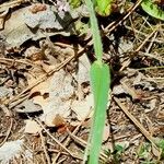 Cynosurus echinatus Leaf