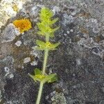 Cruciata laevipes Leaf