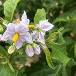 Solanum bonariense Λουλούδι