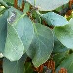 Phragmanthera usuiensis पत्ता
