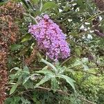 Buddleja japonica Fleur