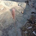 Bromus madritensis Flower