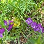 Penstemon cobaea Flor