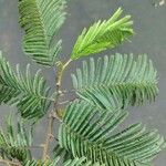 Anadenanthera colubrina ഇല