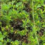 Tagetes filifolia Habitus