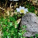 Anemone baldensis Blomst