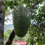 Annona muricata Fruchs