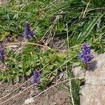 Veronica allionii Plante entière