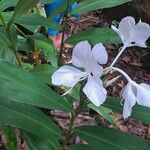 Hedychium coronarium Lorea