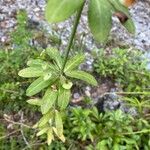 Euphorbia amygdaloidesLeaf