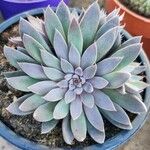 Graptopetalum rusbyi ഇല