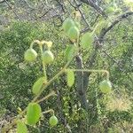 Helinus integrifolius Fruit