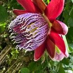 Passiflora quadrangularisКветка