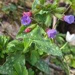 Pulmonaria officinalis 花