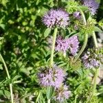 Mentha pulegium Flower