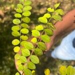 Calpurnia aurea Blad