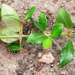 Sideroxylon obtusifolium Leaf