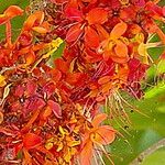 Saraca indica 花