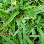 Hypoxis decumbens Leaf