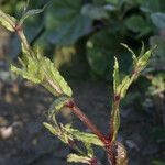 Silene fuscata Habitus