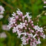 Valeriana dioicaFlor