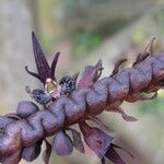 Bulbophyllum imbricatum Flower