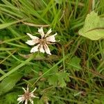 Trifolium pallescens Virág