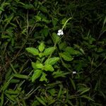 Stachytarpheta cayennensis Habit