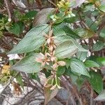 Abelia × grandiflora Lapas