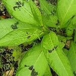 Persicaria lapathifolia Levél